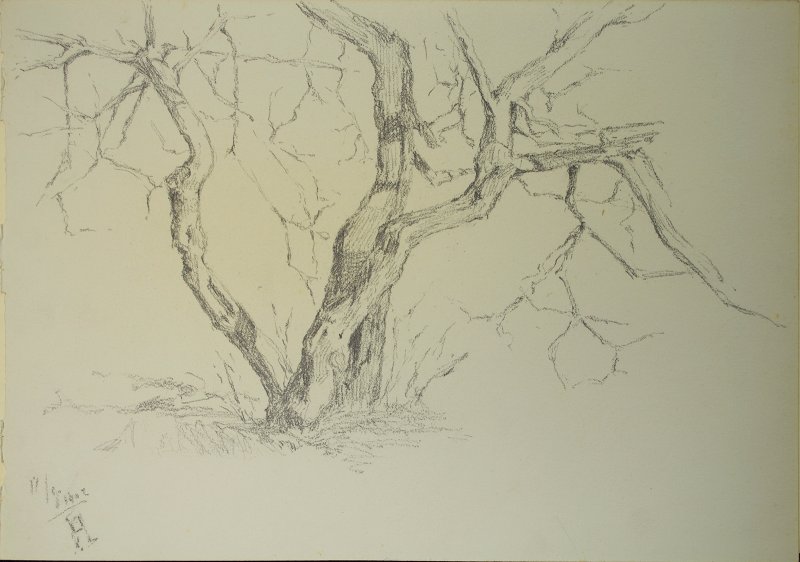 1902 - Studio di alberi